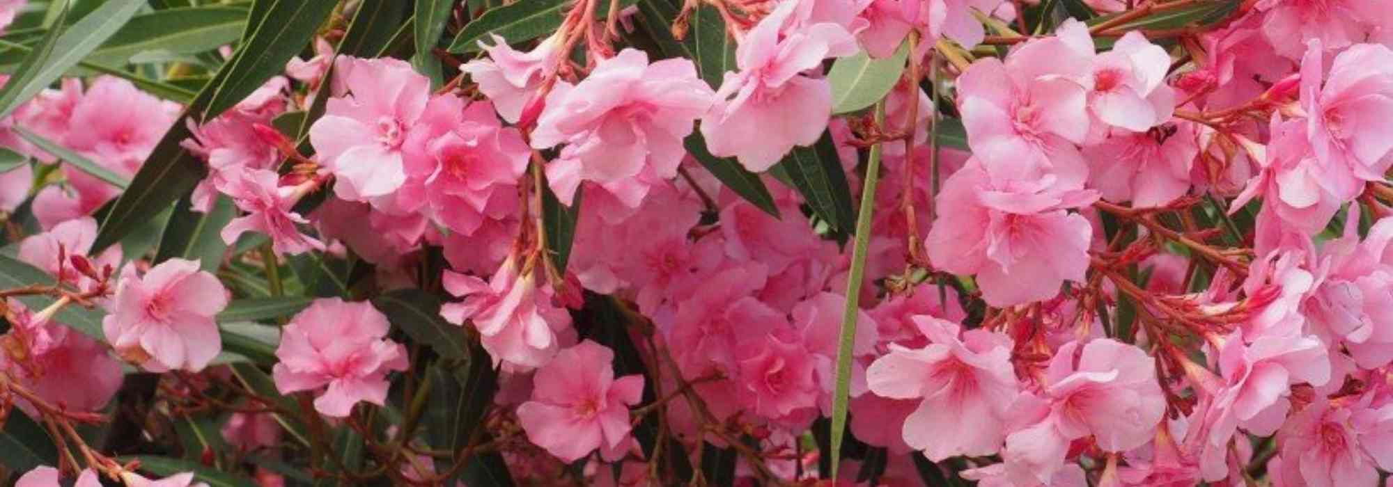9 arbustes à fleurs roses qu'il faut avoir dans son jardin