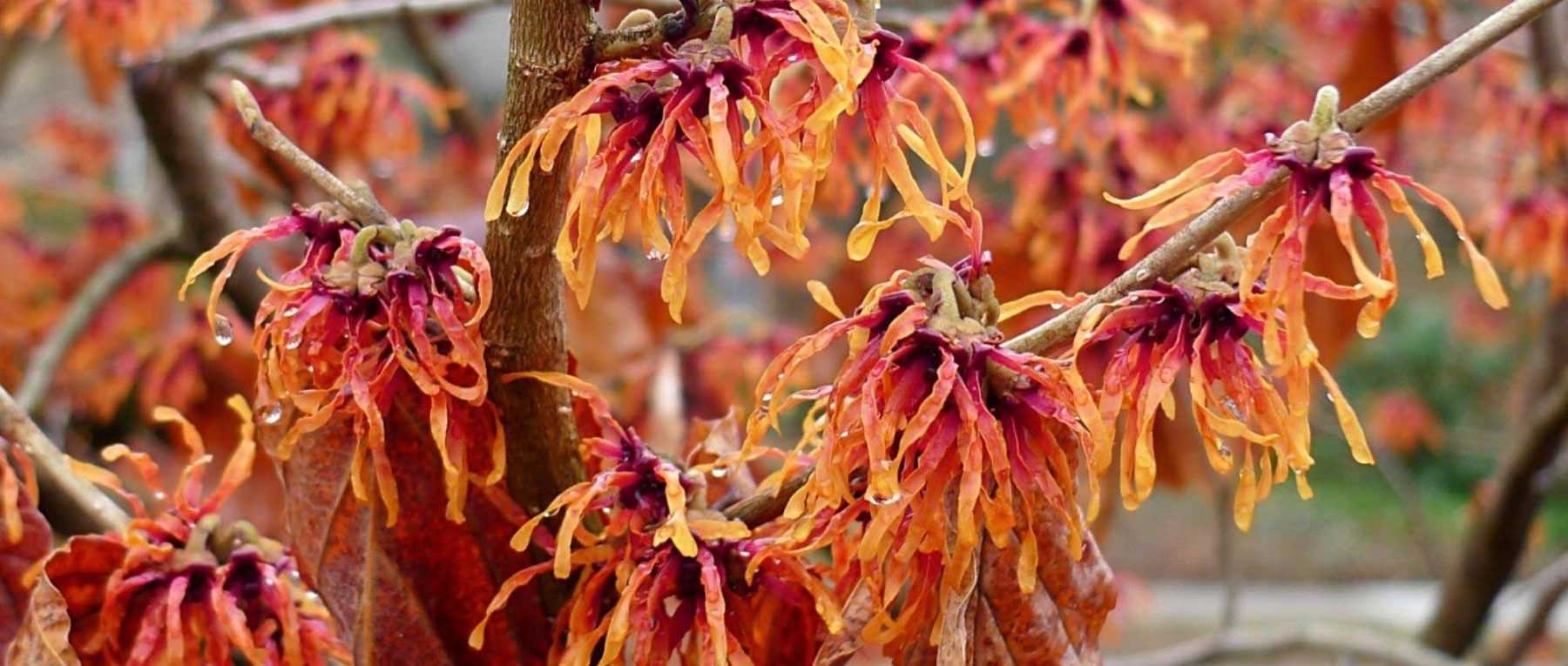 8 arbustes à fleurs orange qu'il faut avoir dans son jardin