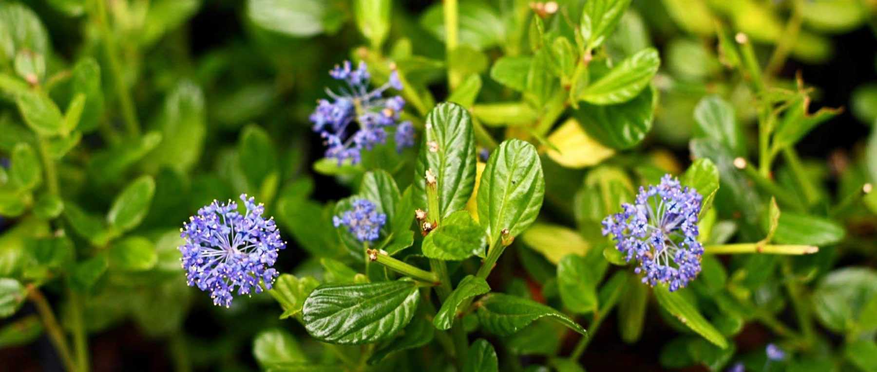 Cahier de notes Fleurs bleues — Vert Couleur Persil