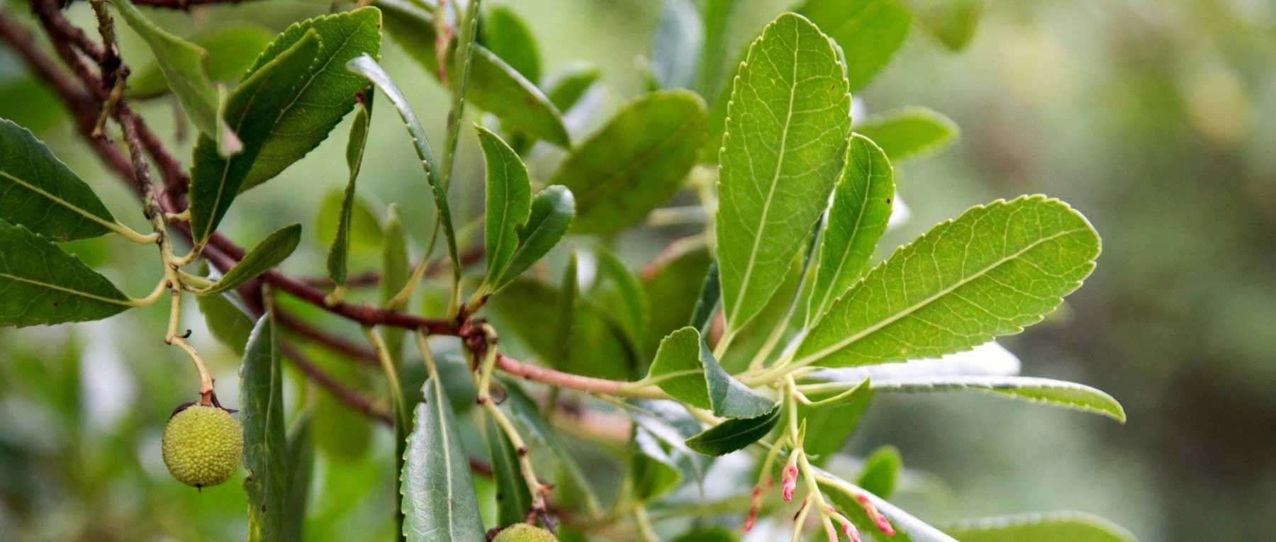 Des supports de plantes étonnants pour rehausser votre jardin d'intérieur 