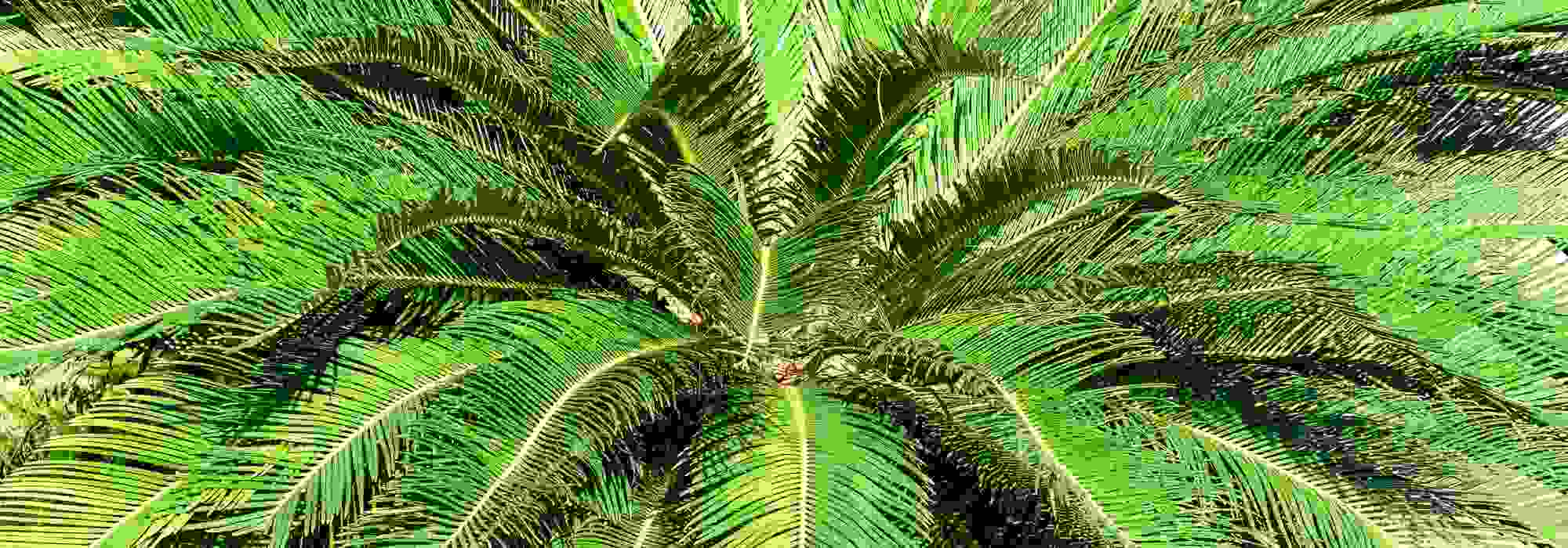 Couverture de protection des racines de palmier d'hiver protection