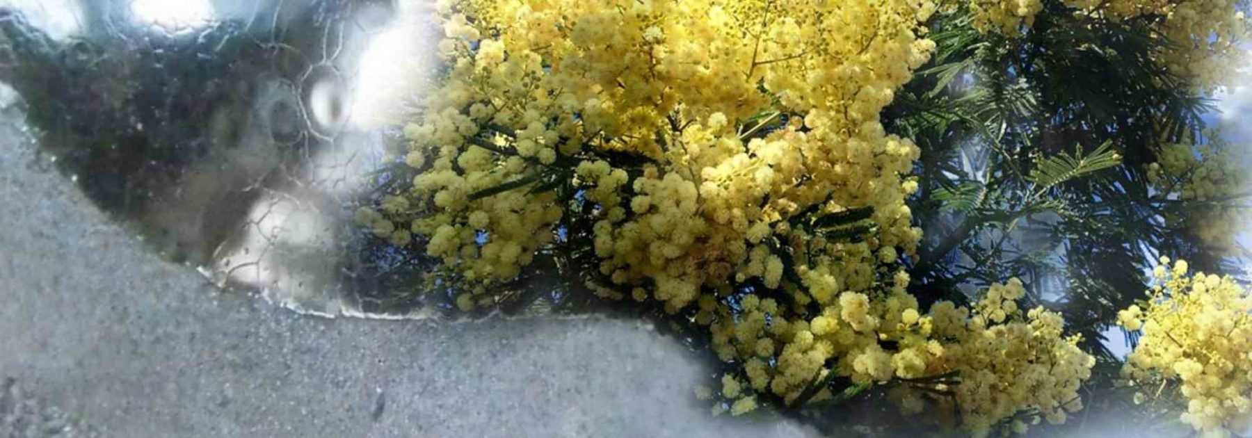 Comment protéger un mimosa pour l'hiver ?