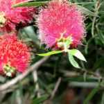 Comment tailler un Callistemon ?