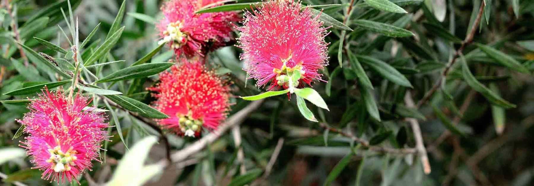 Comment tailler un Callistemon ?