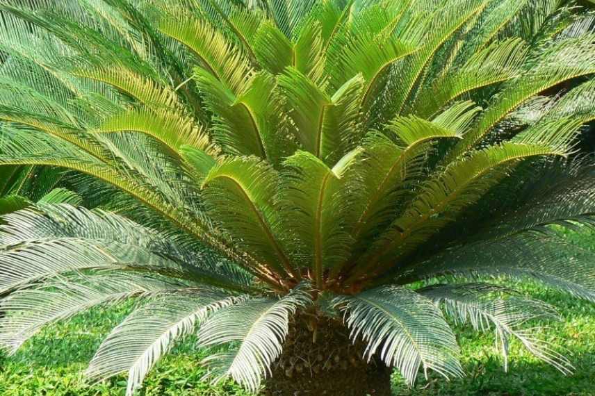 Comment protéger un Cycas en hiver ? - Promesse de Fleurs