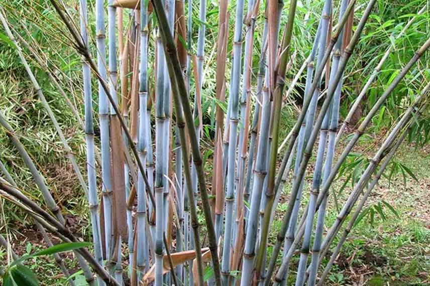 Fargesia papyrifera Blue Dragon, un bambou spectaculaire bleu acier