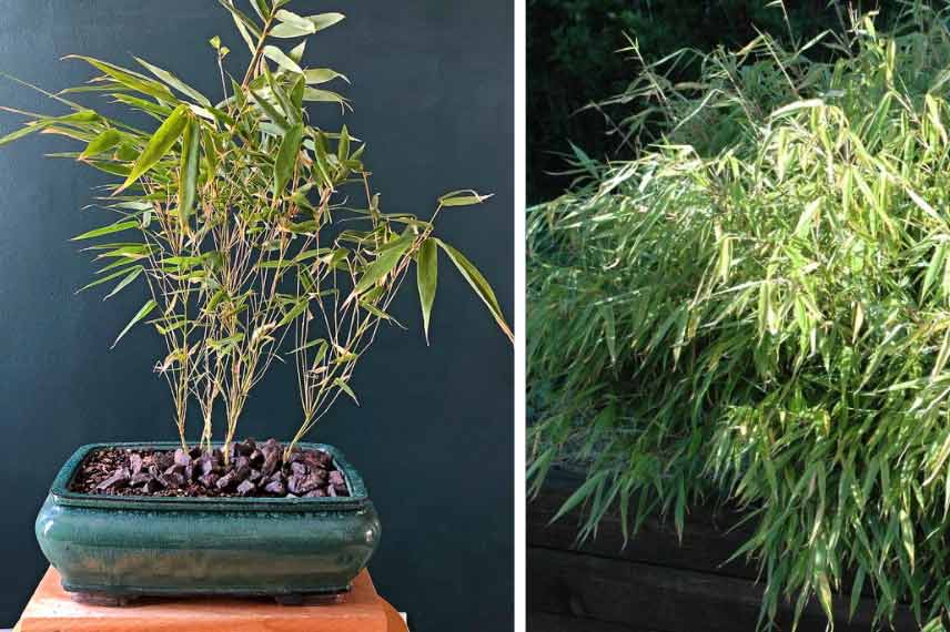 Bambou en pot : comment cultiver en 5 points - Promesse de Fleurs