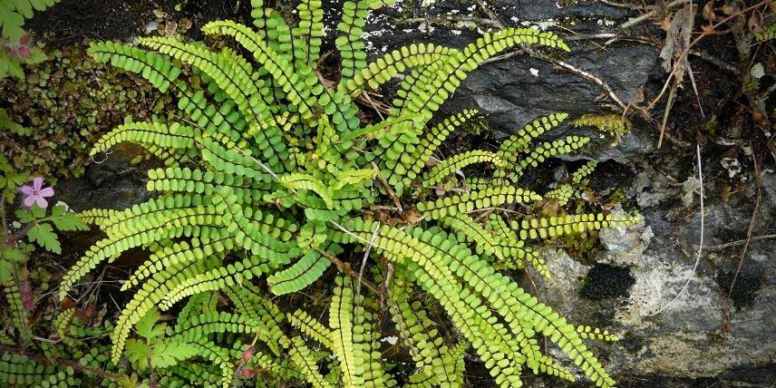 La petite fougère Asplenium trichomanes