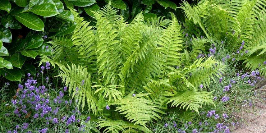 La Fougère mâle, Dryopteris filix-mas