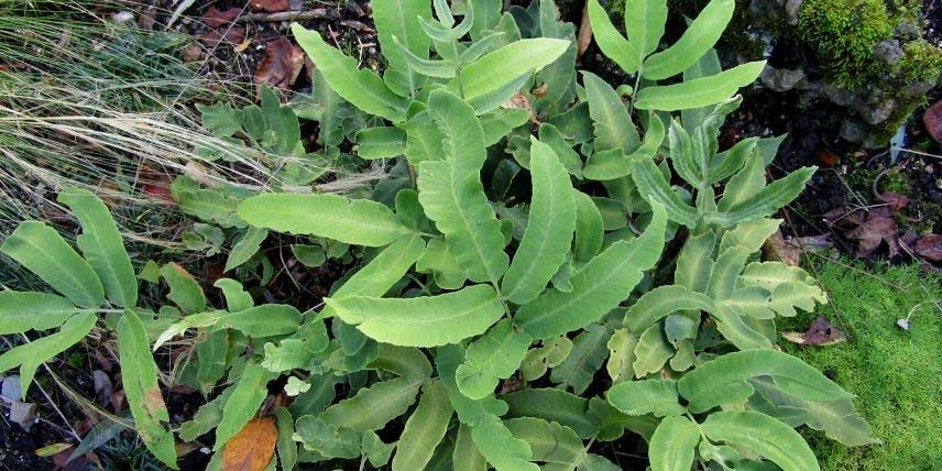 La fougère asiatique Dryopteris sieboldii