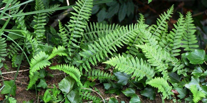 Le Polypode commun, Polypodium vulgare