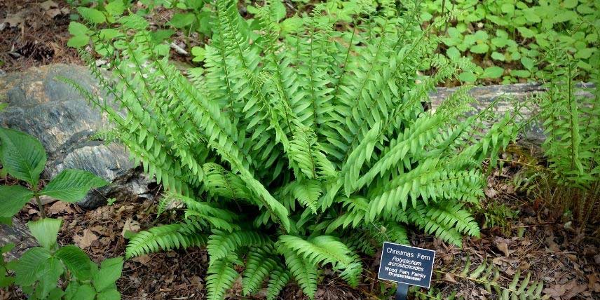 La Fougère de Noël, Polystichum acrostichoides