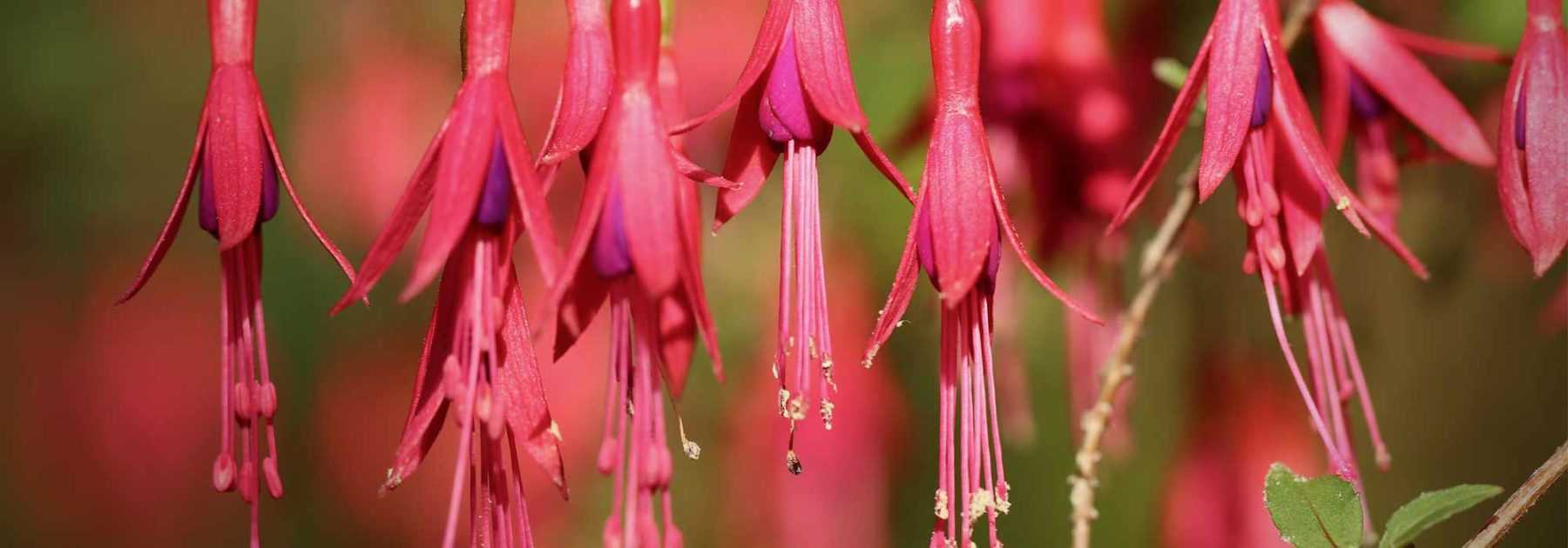 Assortiment de 6 plantes d'extérieur fuchsia, livrées avec pot