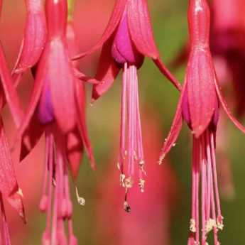 Fuchsia : 6 espèces et variétés les plus rustiques