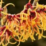 Hamamelis : 7 idées d'associations réussies