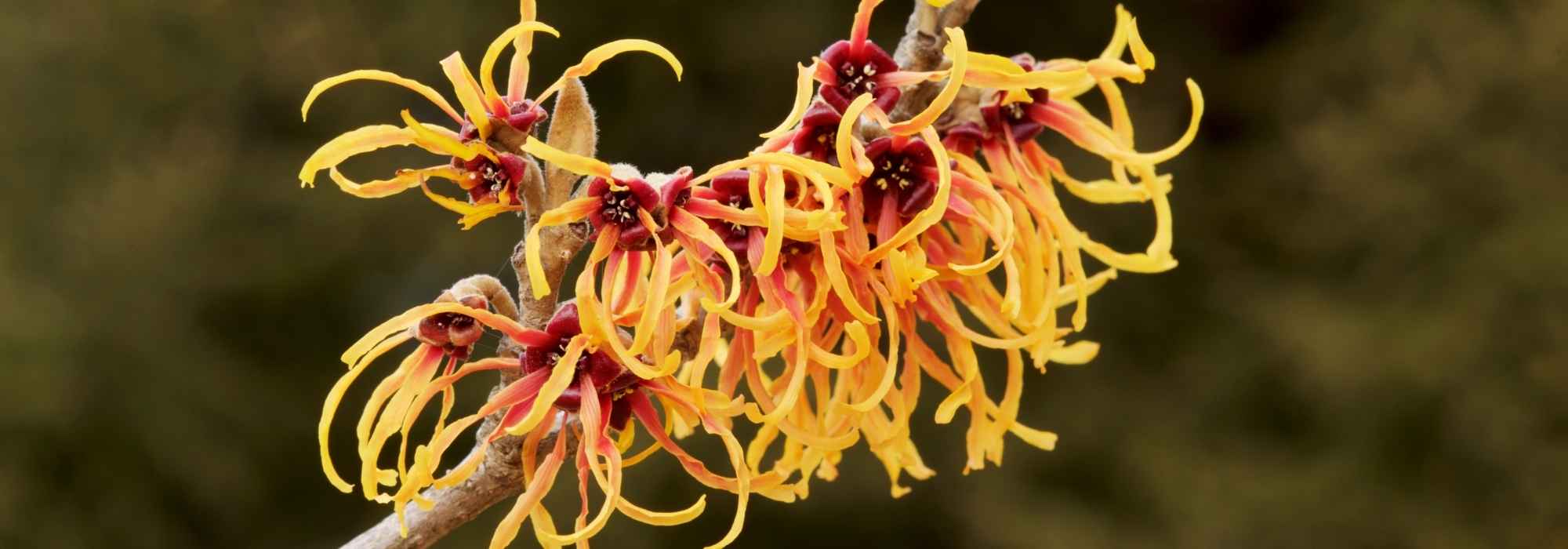 Blog - hamamelis - Parc de Clères