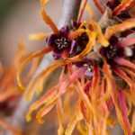 Hamamelis : Les plus belles variétés