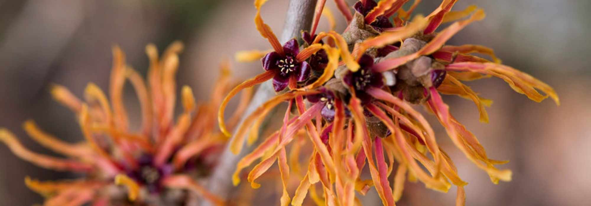 Hamamelis : Les plus belles variétés