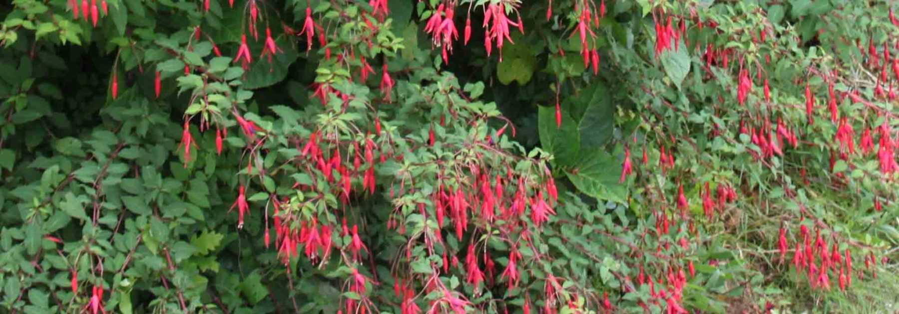 La conservation des fuchsias durant l'hiver - Jardins de France