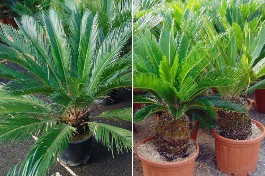 Comment protéger un Cycas en hiver ? - Promesse de Fleurs