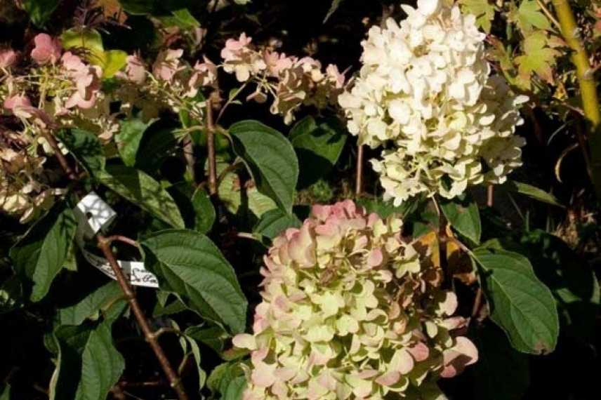 Hortensia compact, arbustes nains pot balcon nord