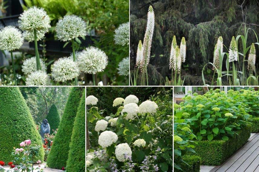 Jardin blanc : 7 idées d'associations réussies !