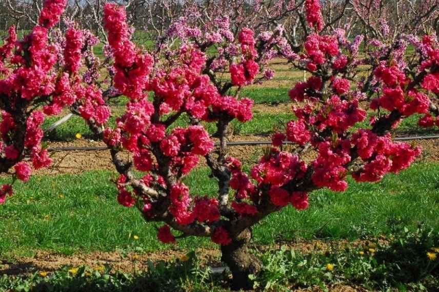 10 Arbres fruitiers nains à cultiver en pot sur un balcon