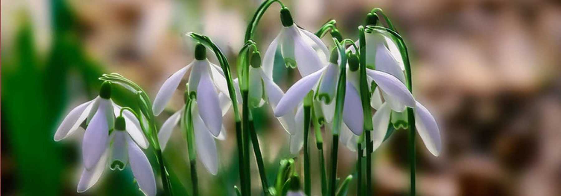 Perce-neige : 5 idées pour les associer