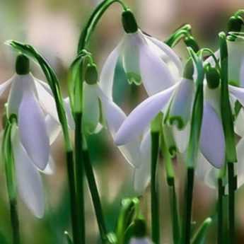 Perce-neige : 5 idées pour les associer