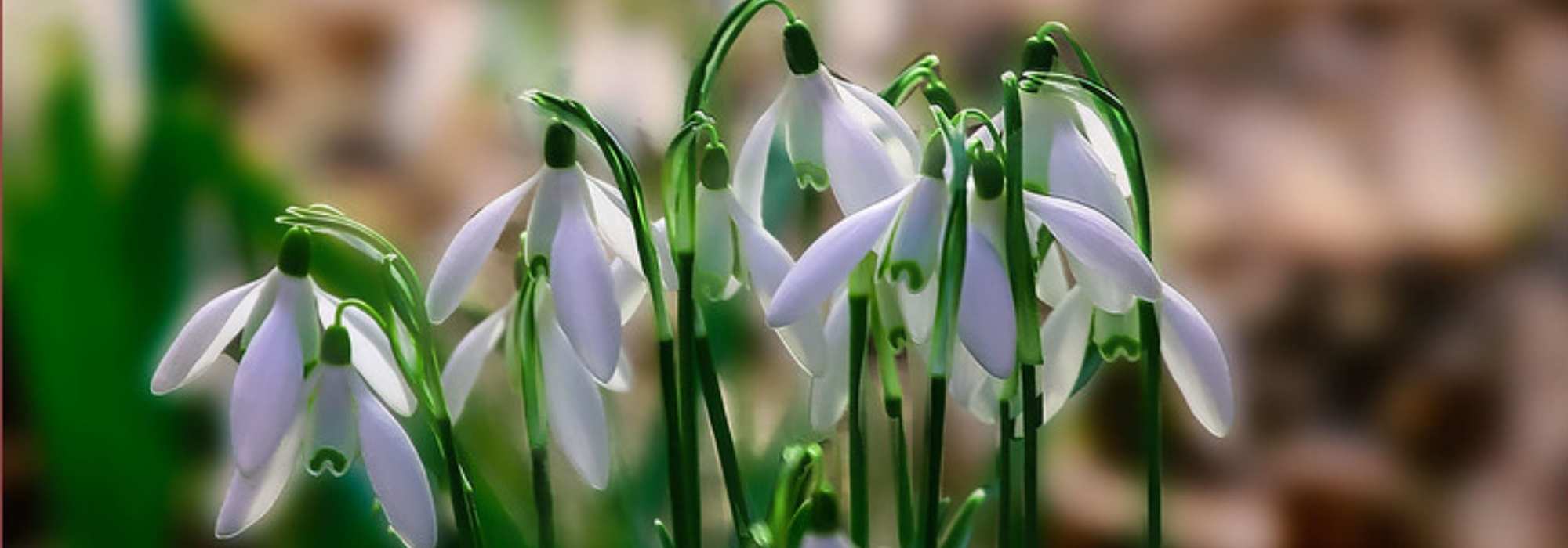 Planter les bulbes de printemps : crocus, perce-neige, tulipe - Gamm vert