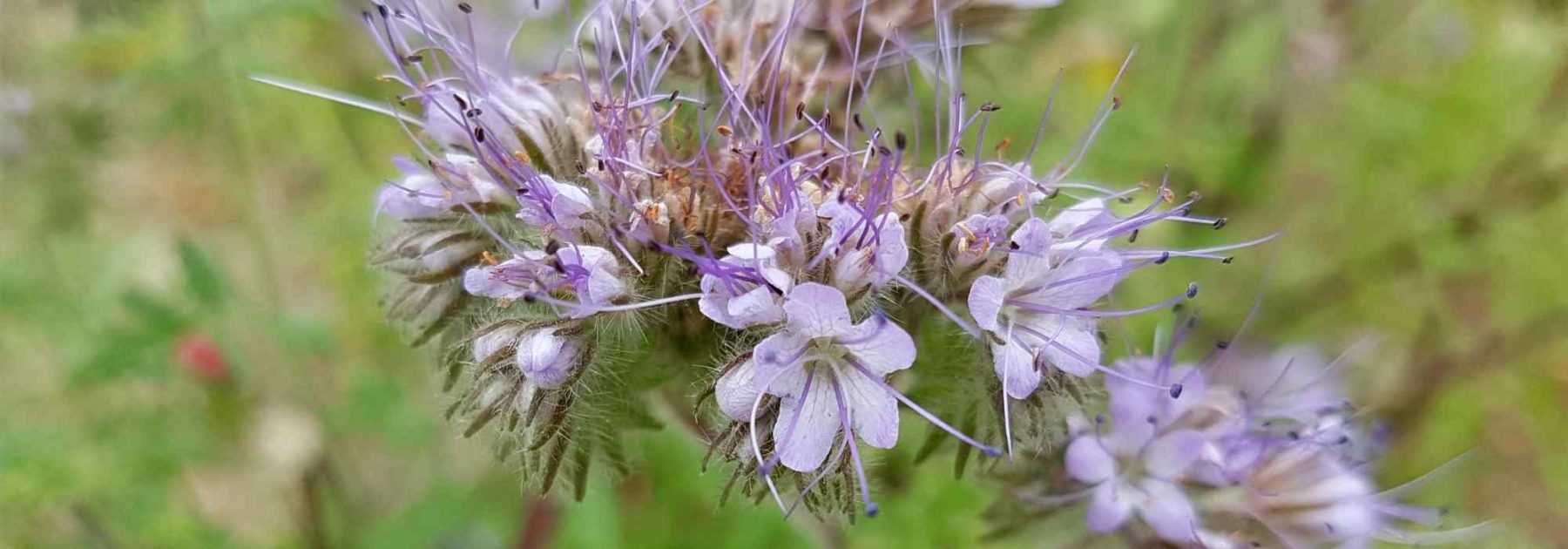 PLAQUEMINIER : Planter, entretenir, multiplier, semer les graines, les info