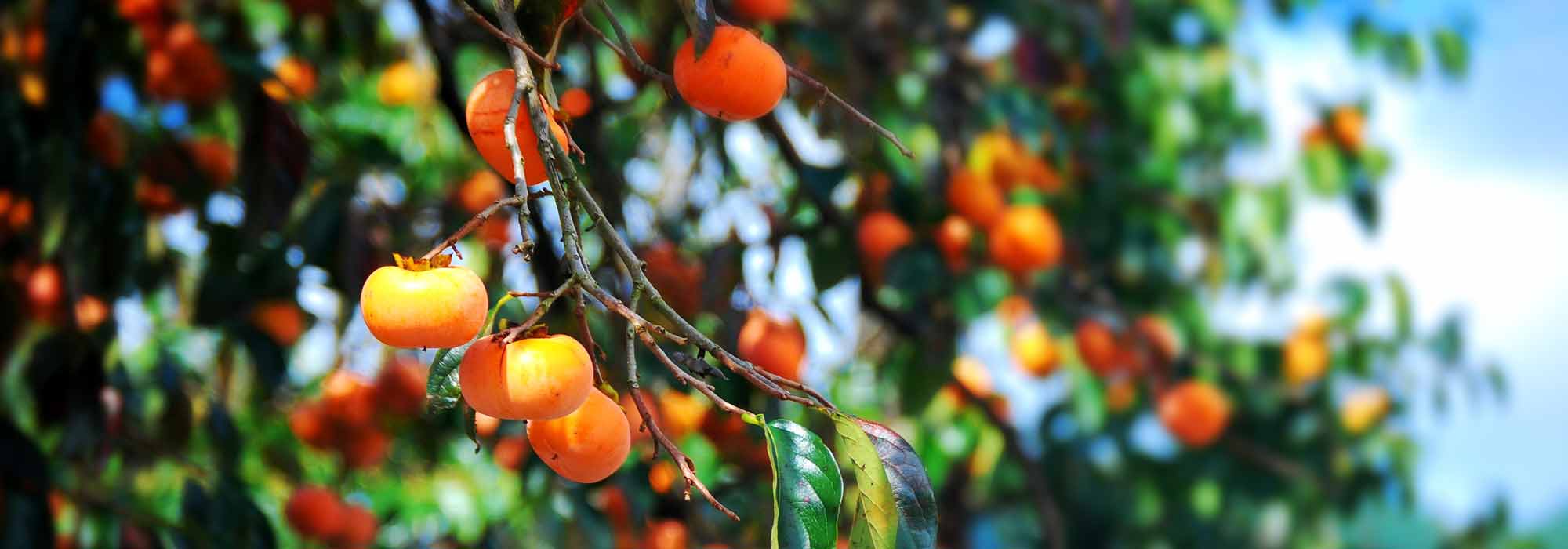 Kaki pomme : plantation, entretien, soin