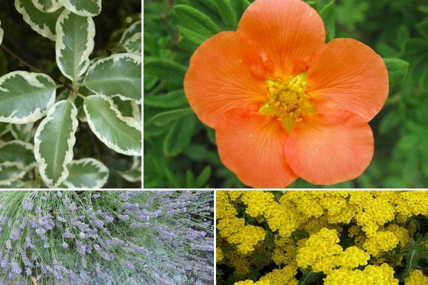 8 arbustes à fleurs orange qu'il faut avoir dans son jardin