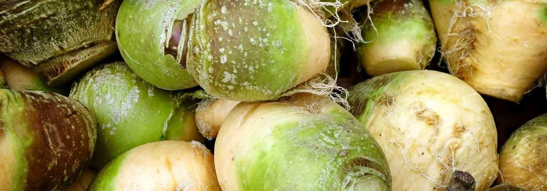 Le rutabaga : semis, culture, récolte