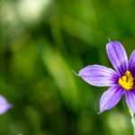 Sisyrinchium, Bermudienne : planter, cultiver et entretenir