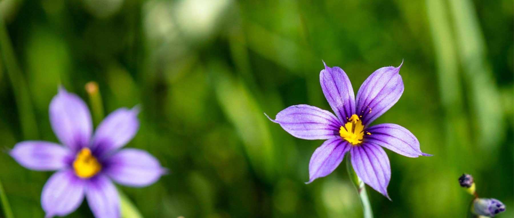 Sisyrinchium, Bermudienne : planter, cultiver et entretenir