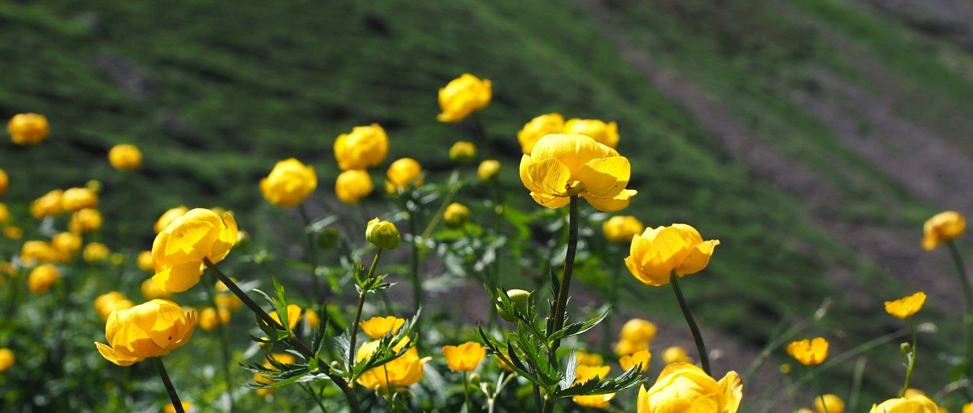 Trollius : planter, cultiver et entretenir