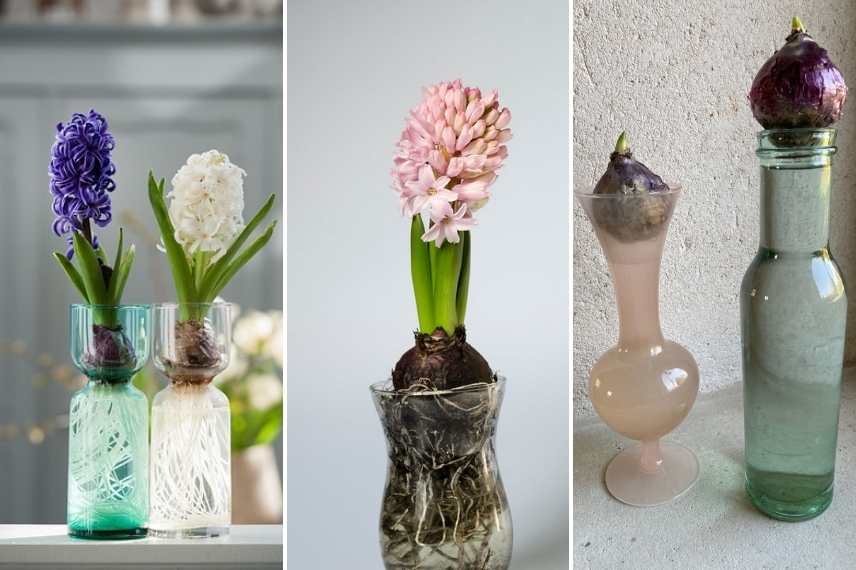 Comment forcer une jacinthe sur carafe - Promesse de Fleurs