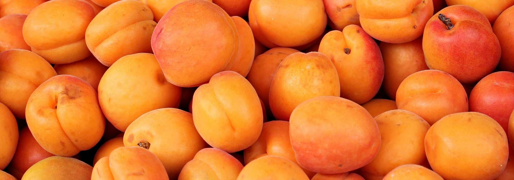 Abricotier : les meilleures variétés
