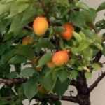 10 Arbres fruitiers nains à cultiver en pot