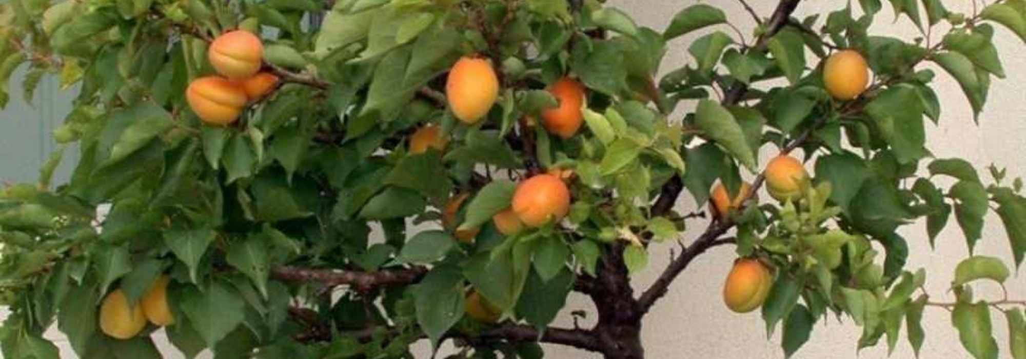 10 Arbres fruitiers nains à cultiver en pot sur un balcon - Promesse de  Fleurs