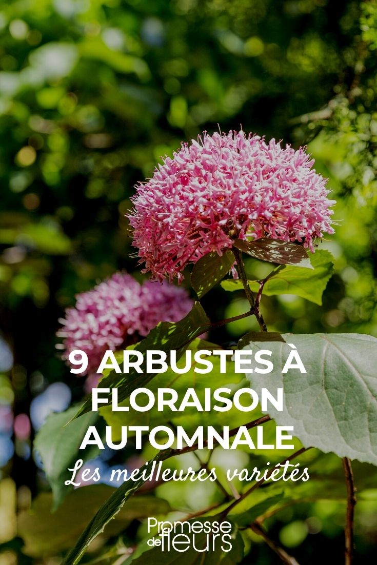 9 arbustes à floraison automnale