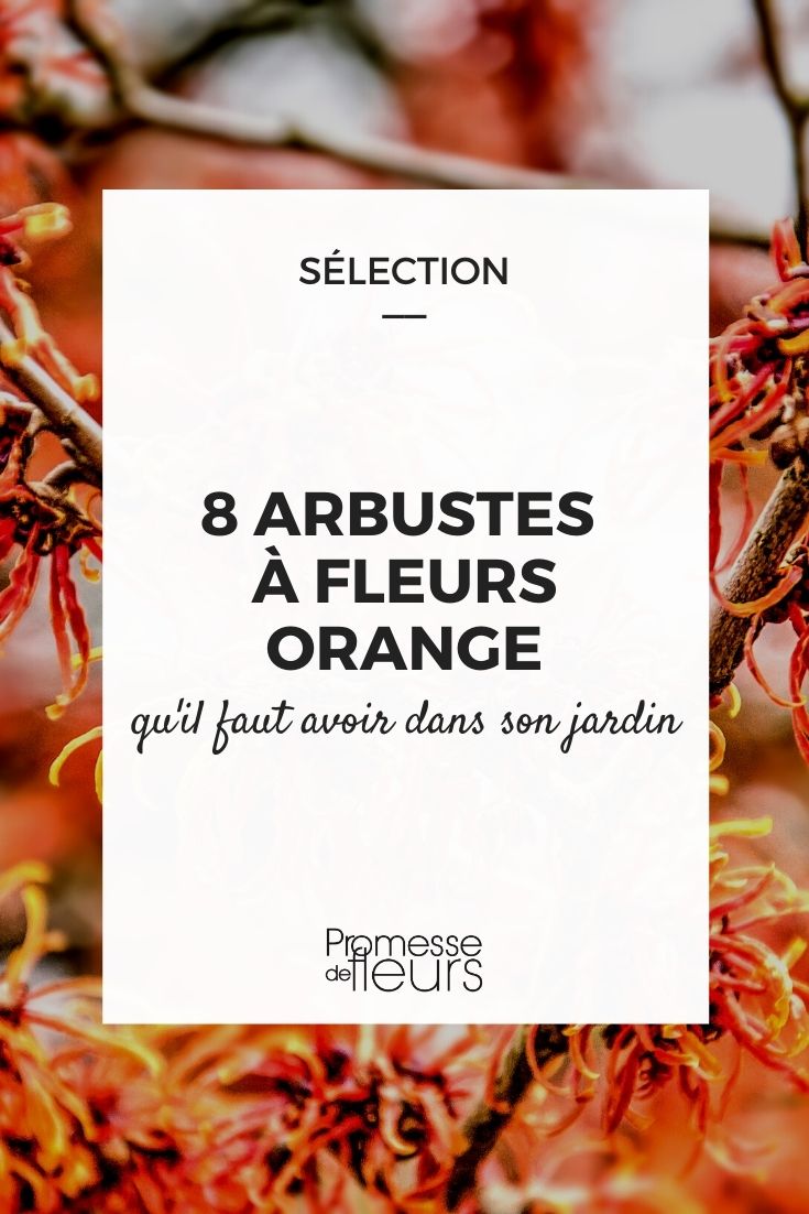 8 arbustes à fleurs orange