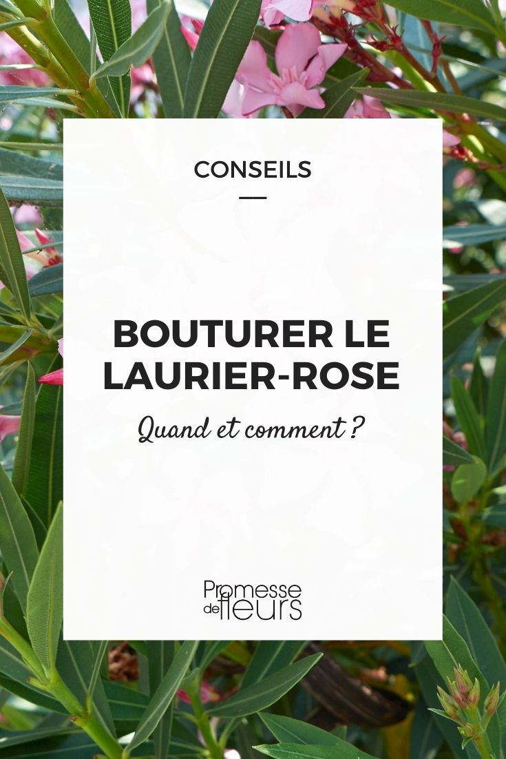 bouture de laurier rose