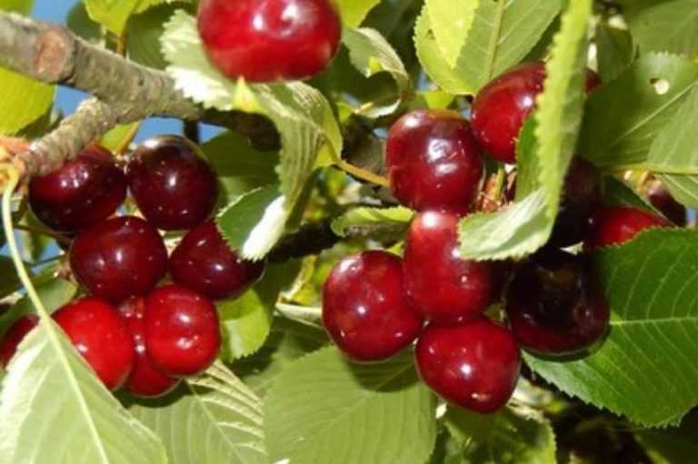 Cerisier les meilleures variétés Promesse de Fleurs — free download