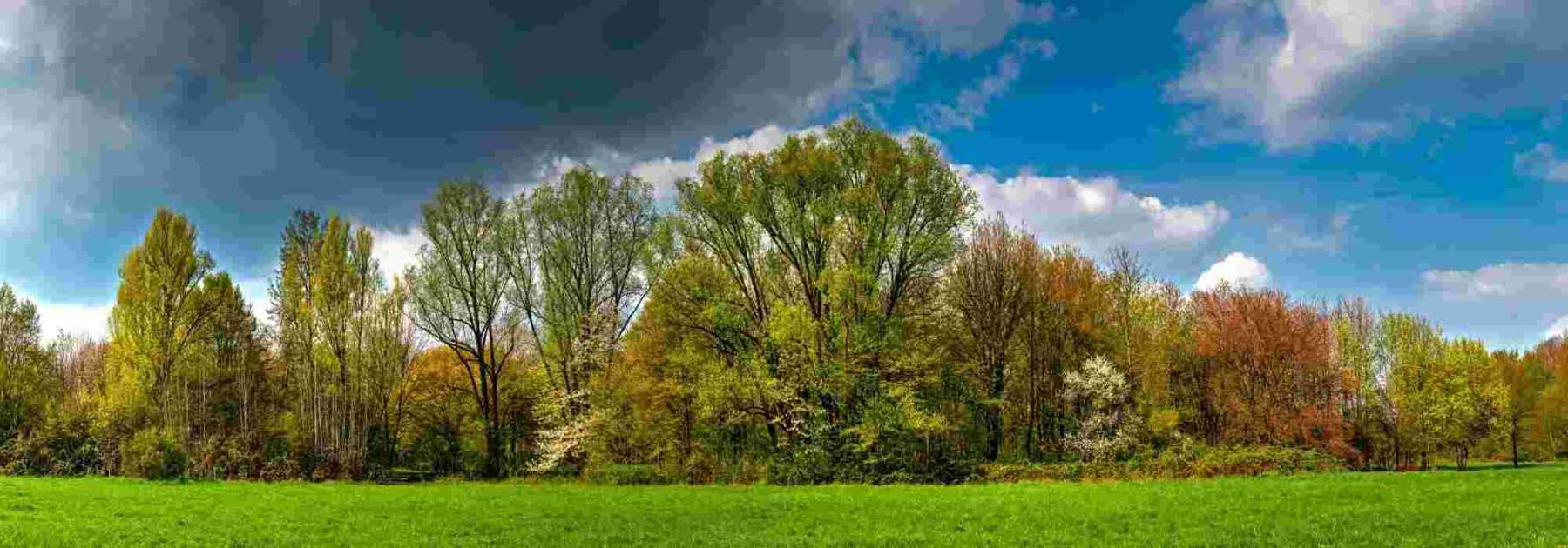 Comment et pourquoi réaliser une haie brise-vent ?