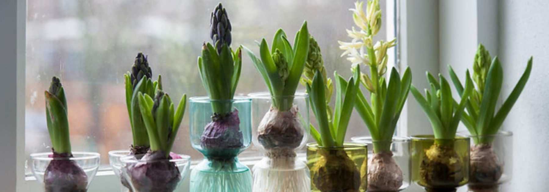 Décors en papier jardin magique pour faire pousser des plantes