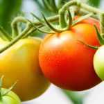 Comment réussir la culture des tomates en bouteilles renversées ? - Tutoriel