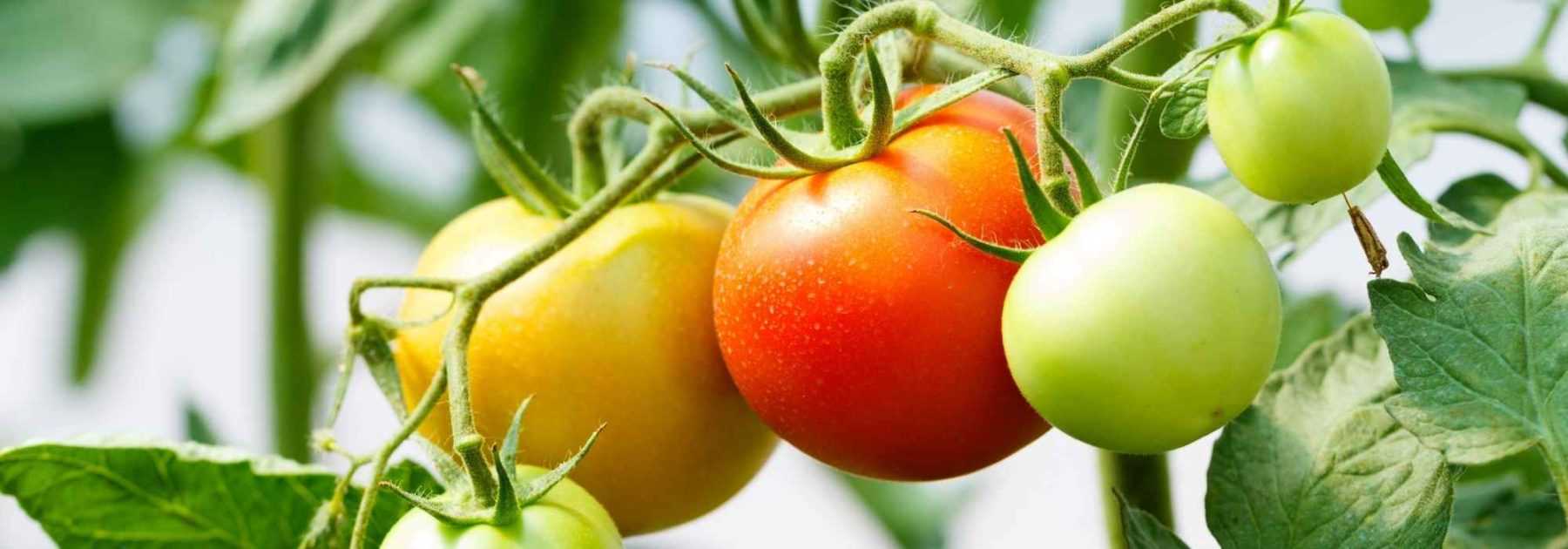 Ficelle de Jardin Naturelle - Tomate