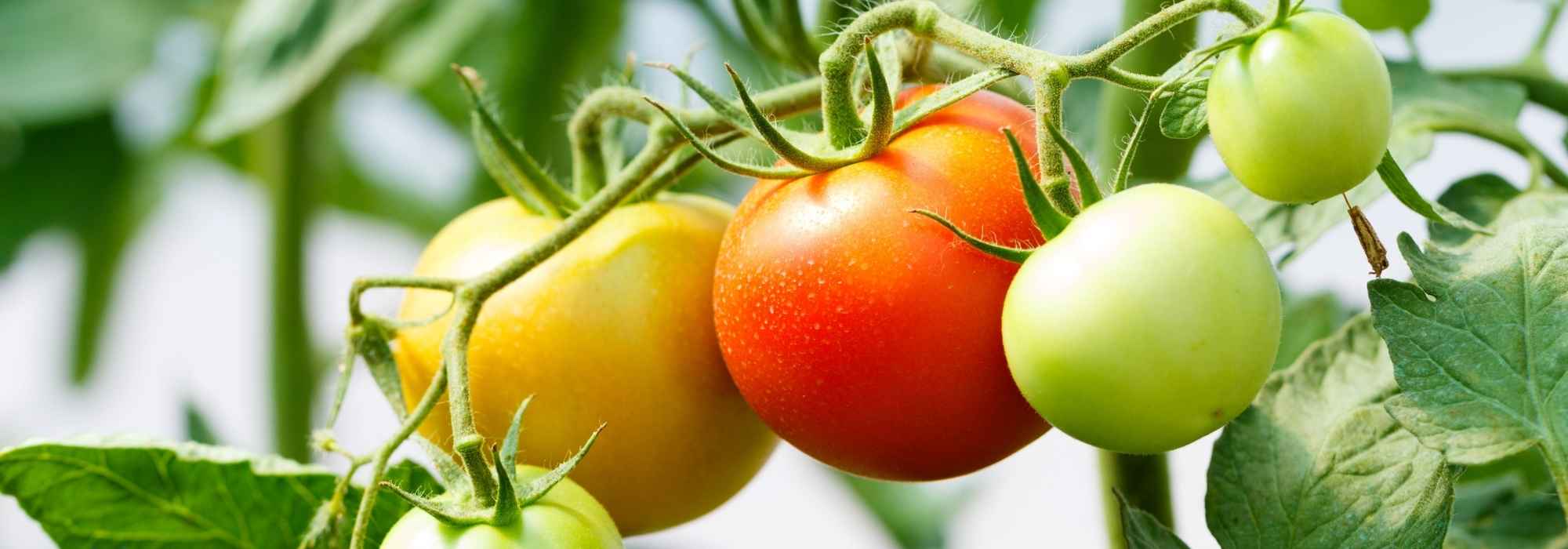 Comment faire ses propres graines de tomates ? - Gamm vert